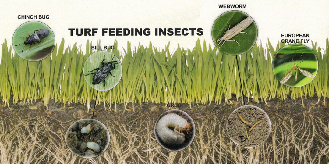 Turf Insect Control Warner Landscape